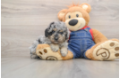 Poodle Puppy for Adoption