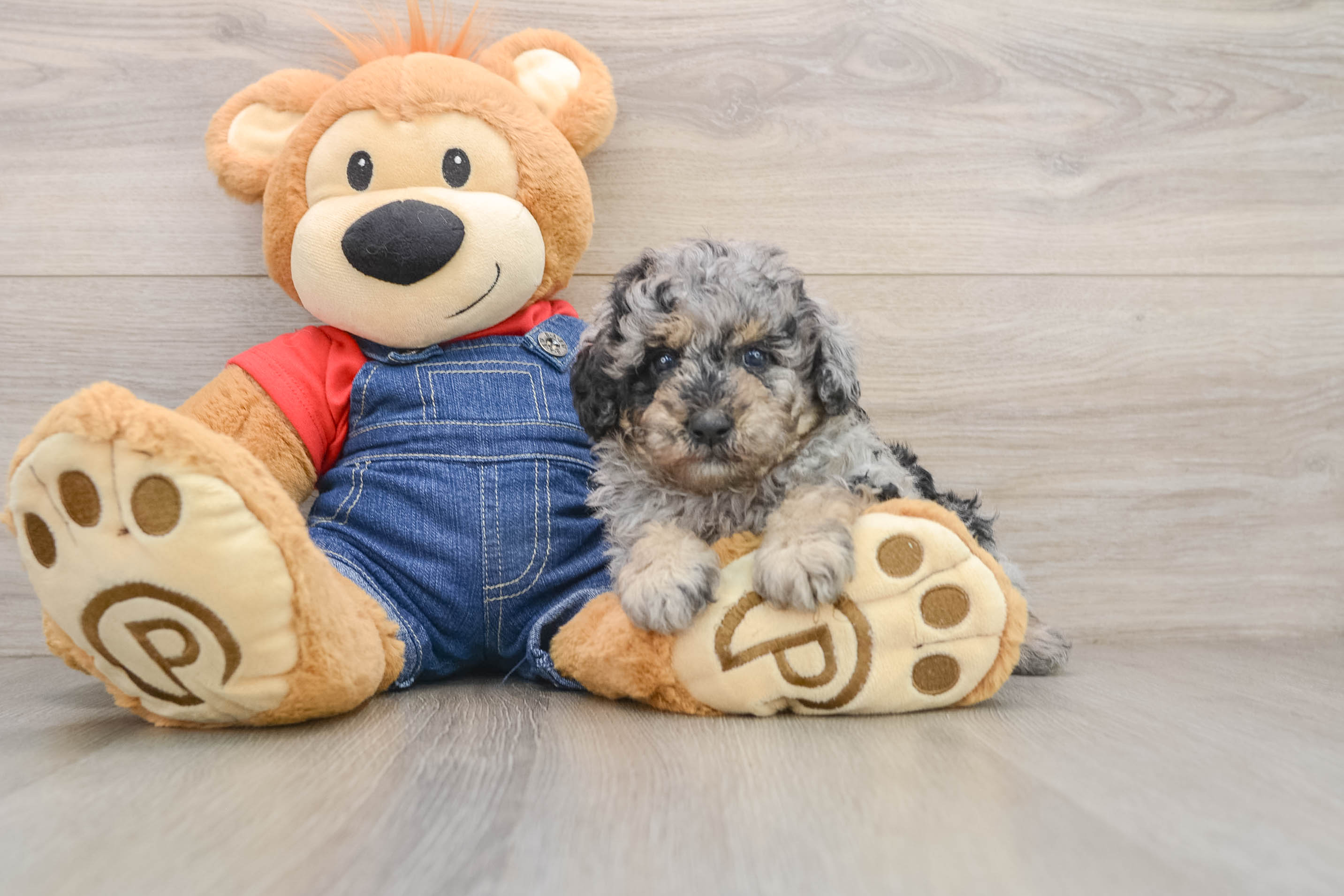 Best Poodle Baby
