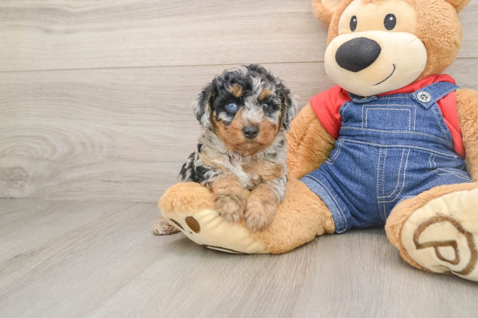 Poodle Puppy for Adoption