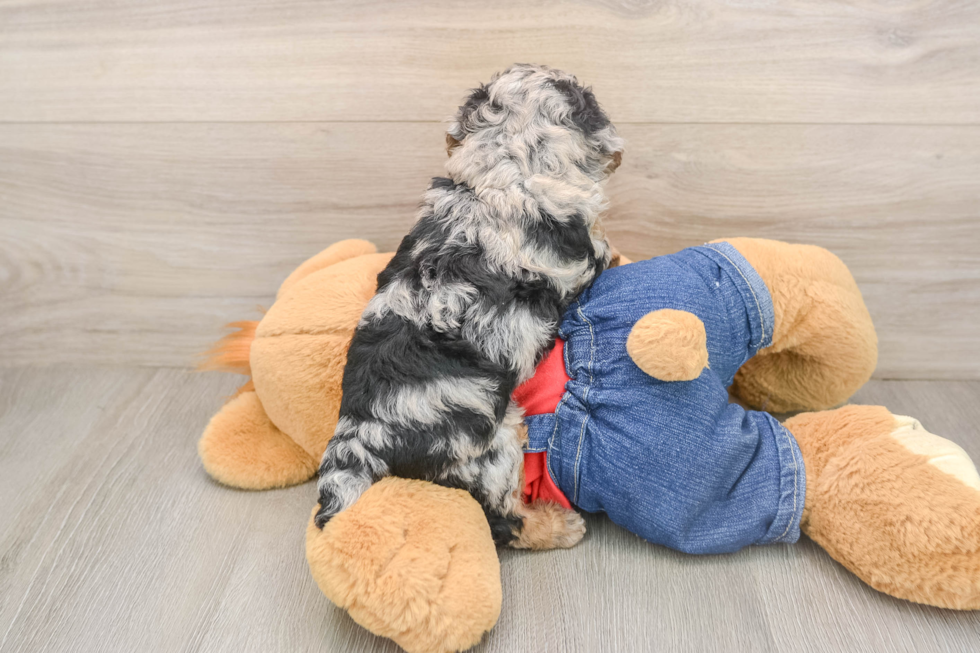 Poodle Pup Being Cute