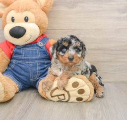 6 week old Poodle Puppy For Sale - Florida Fur Babies