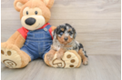 Petite Pooodle Purebred Puppy