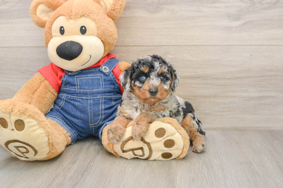 Petite Pooodle Purebred Puppy