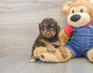 7 week old Poodle Puppy For Sale - Florida Fur Babies