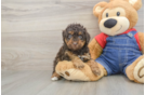 Adorable Pudle Purebred Puppy