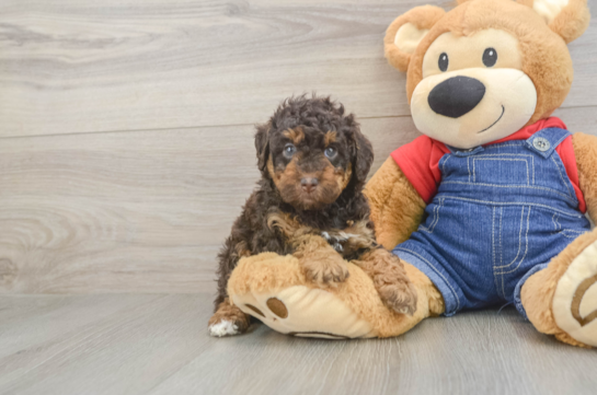 Adorable Pudle Purebred Puppy