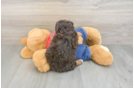 Funny Poodle Baby