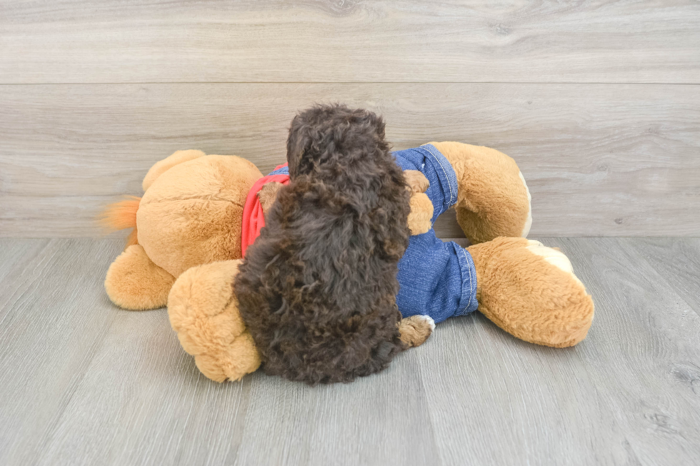 Funny Poodle Baby
