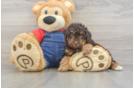 Poodle Pup Being Cute