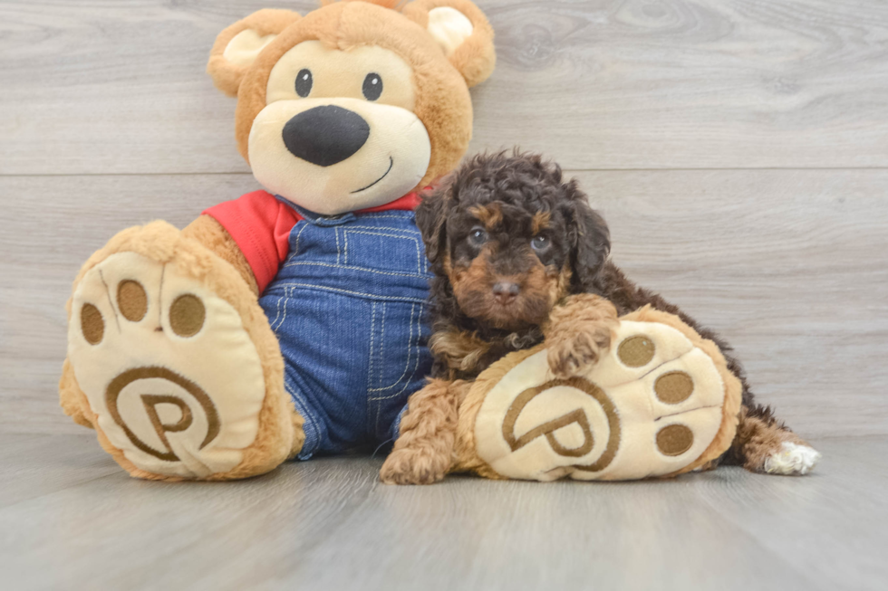 Poodle Pup Being Cute