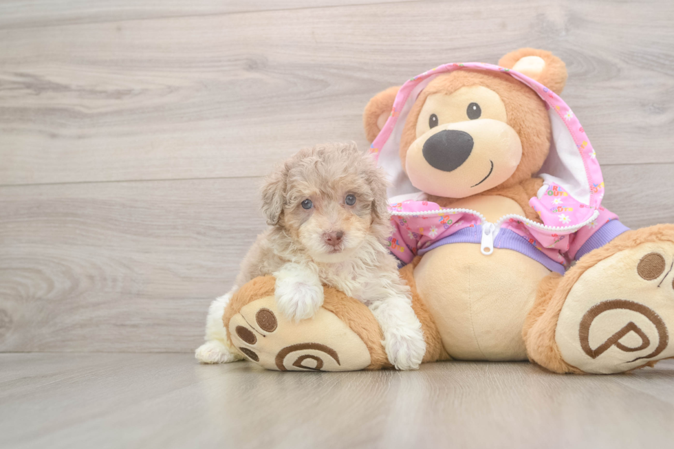 Friendly Poodle Purebred Pup