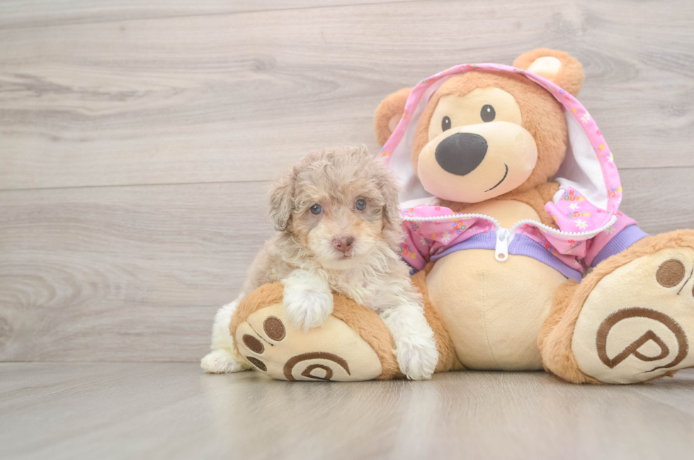 5 week old Poodle Puppy For Sale - Florida Fur Babies