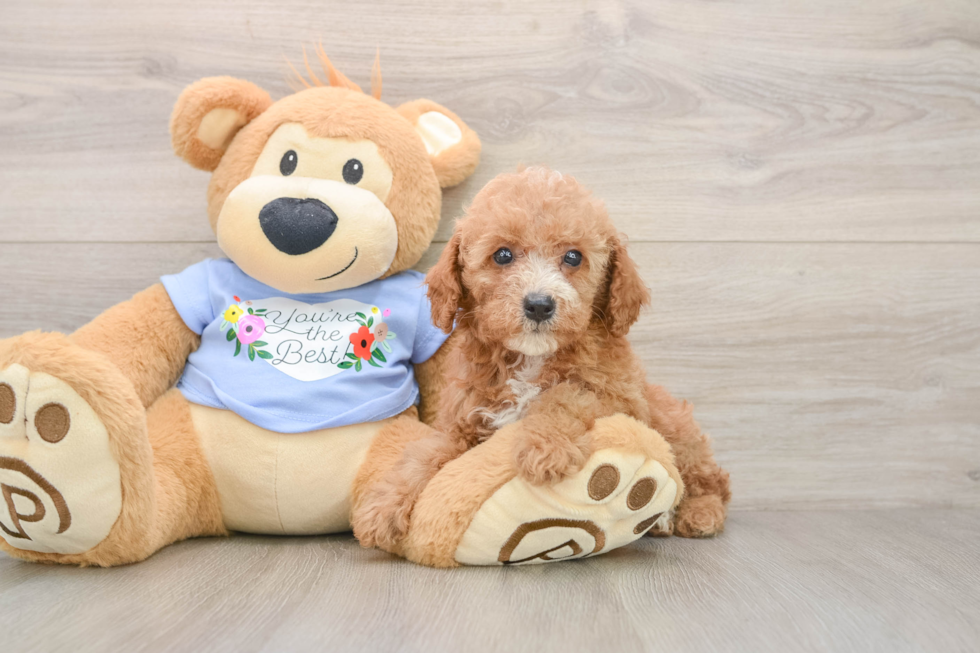 Poodle Puppy for Adoption
