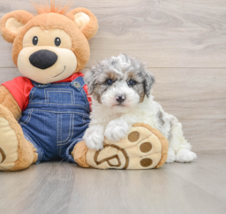 7 week old Poodle Puppy For Sale - Florida Fur Babies