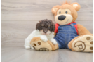 Poodle Pup Being Cute