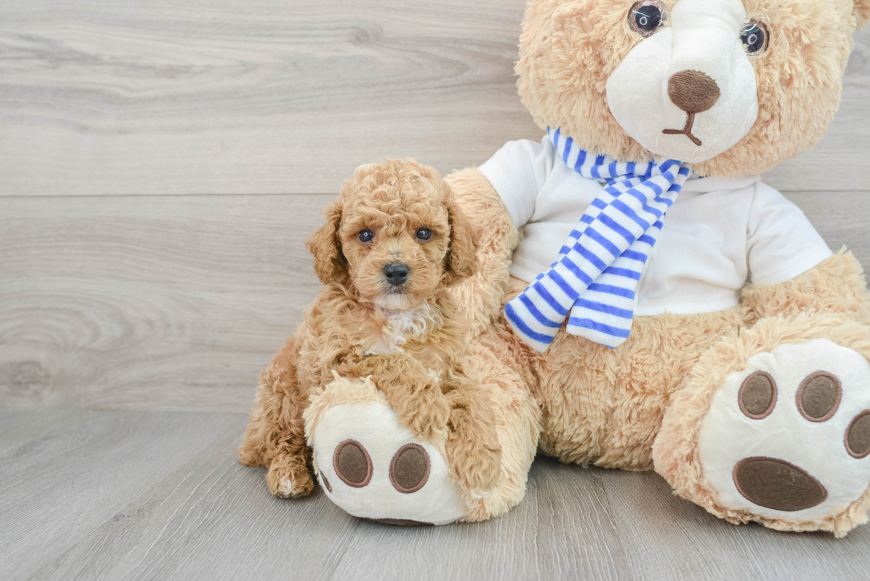 Baby clearance mini poodle