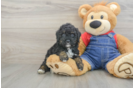 Hypoallergenic Poodle Purebred Pup