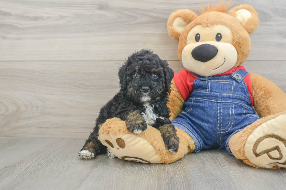 Hypoallergenic Poodle Purebred Pup