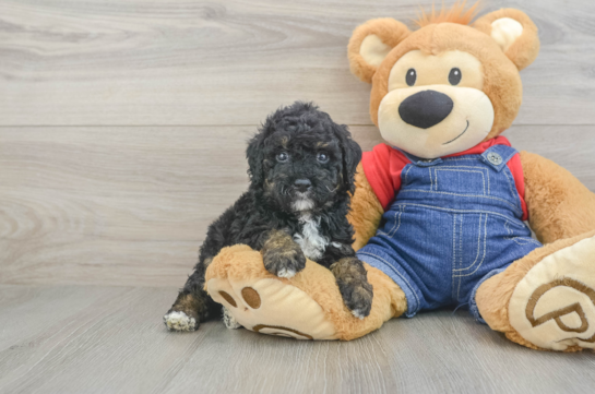 Hypoallergenic Poodle Purebred Pup