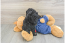 Poodle Pup Being Cute