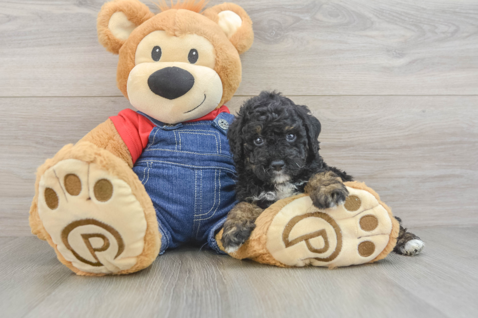 Funny Poodle Purebred Pup