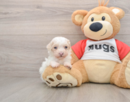 9 week old Poodle Puppy For Sale - Florida Fur Babies