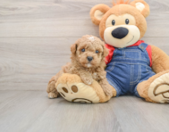 7 week old Poodle Puppy For Sale - Florida Fur Babies