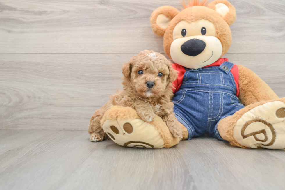 Poodle Puppy for Adoption