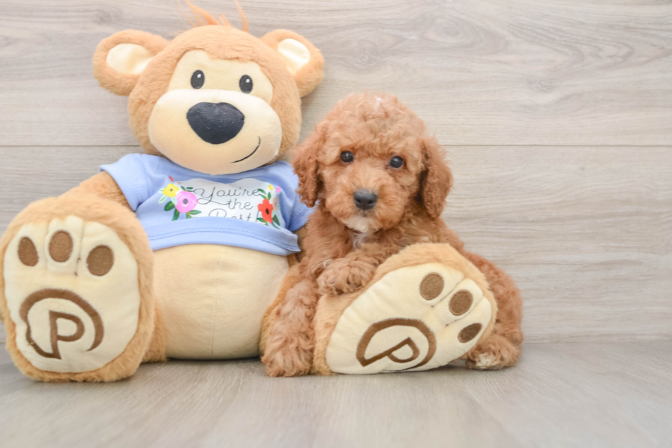 Best Poodle Baby