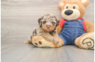 Poodle Pup Being Cute