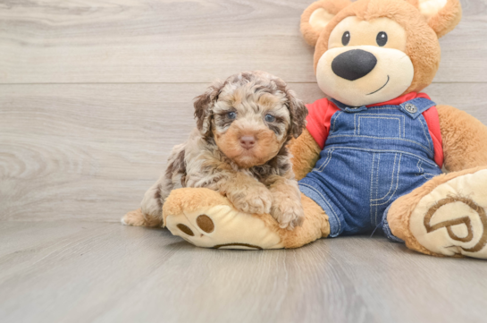 Poodle Pup Being Cute