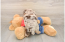 Akc Registered Poodle Purebred Pup