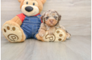 Poodle Puppy for Adoption