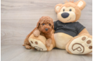 Best Poodle Baby
