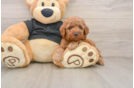 Little Poodle Purebred Pup