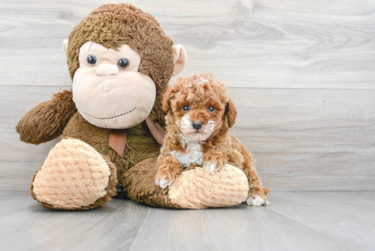 Playful Poodle Purebred Pup