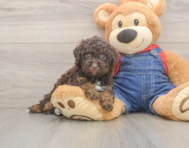 7 week old Poodle Puppy For Sale - Florida Fur Babies