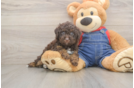 Friendly Poodle Purebred Pup