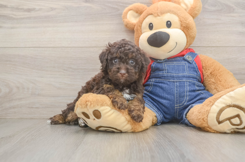 5 week old Poodle Puppy For Sale - Florida Fur Babies
