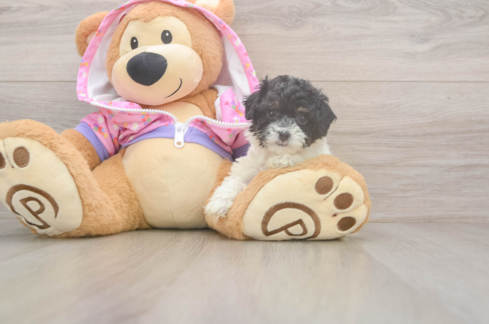 5 week old Poodle Puppy For Sale - Florida Fur Babies