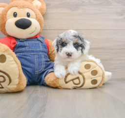 7 week old Poodle Puppy For Sale - Florida Fur Babies
