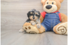 Poodle Pup Being Cute