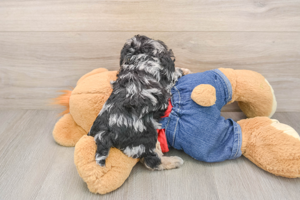 Poodle Pup Being Cute