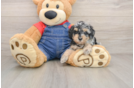 Friendly Poodle Baby