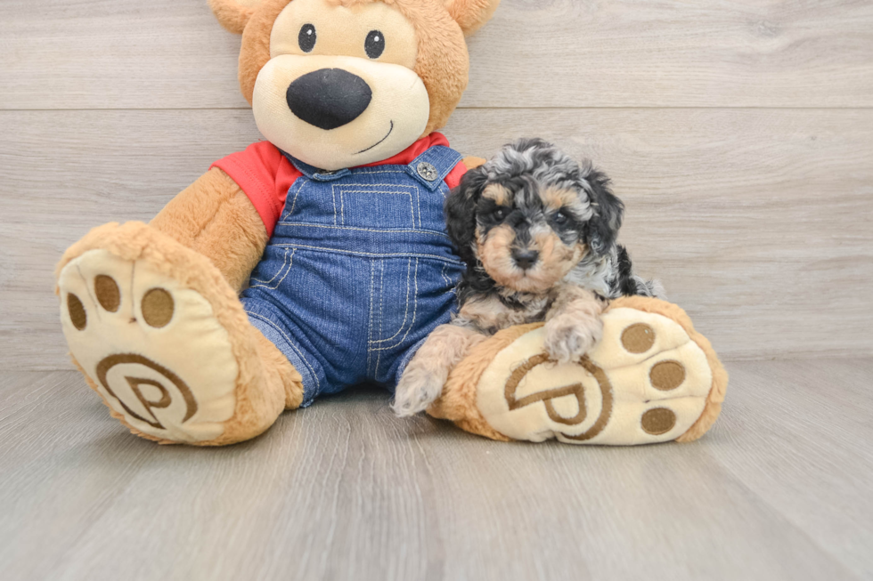 Friendly Poodle Baby