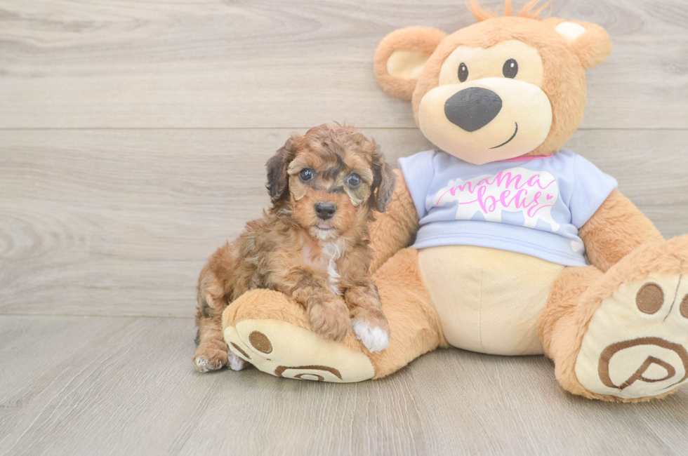 5 week old Poodle Puppy For Sale - Florida Fur Babies