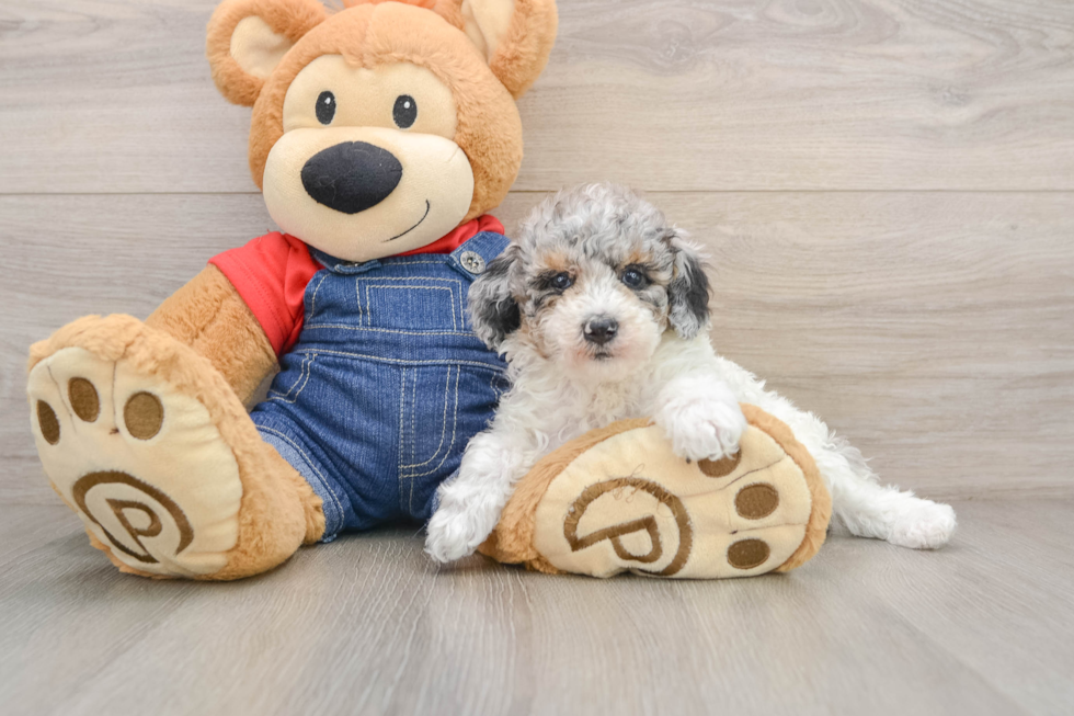Poodle Pup Being Cute