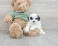 9 week old Poodle Puppy For Sale - Florida Fur Babies
