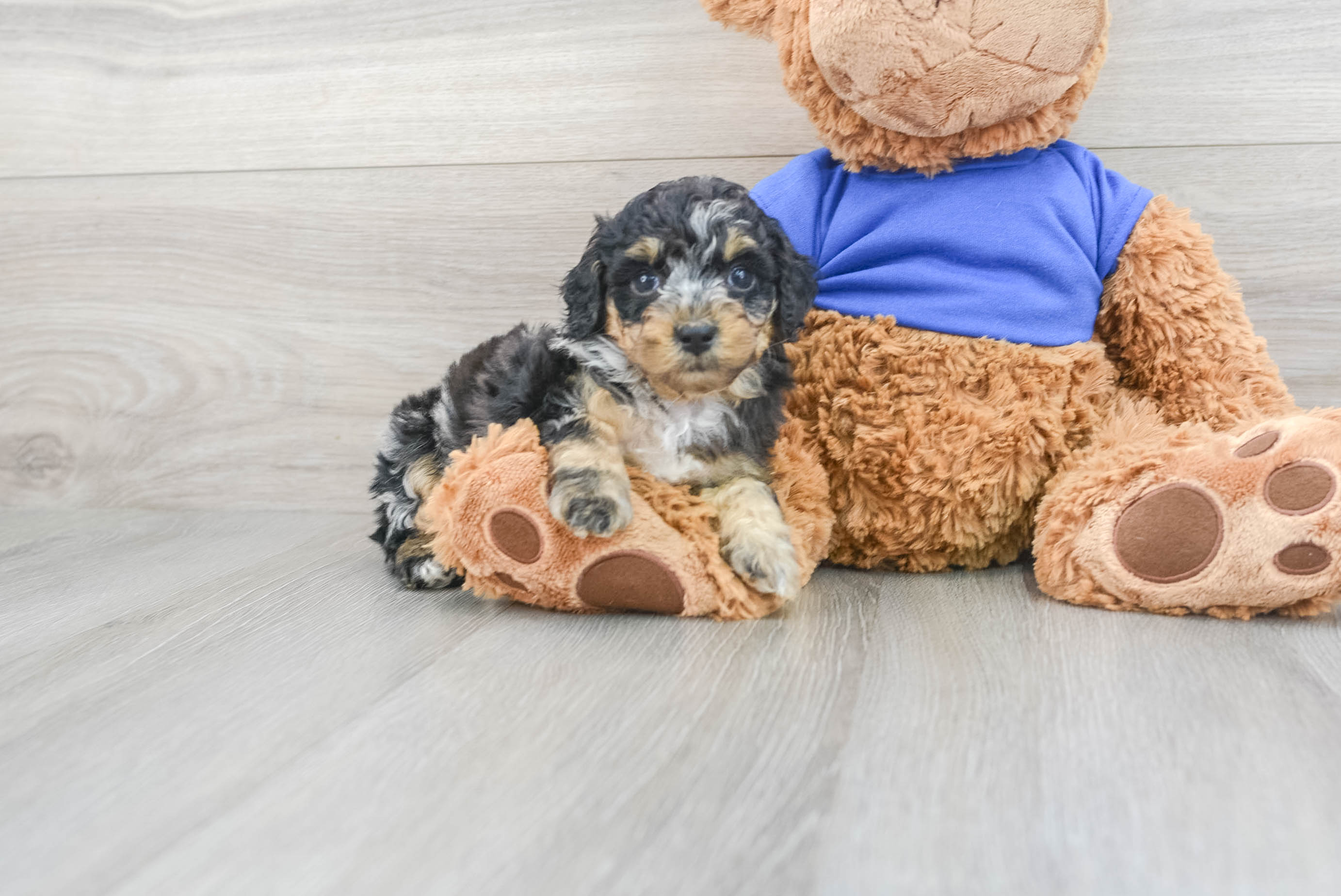 Toy poodle puppy clearance for sale near me