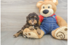 Petite Pooodle Purebred Puppy